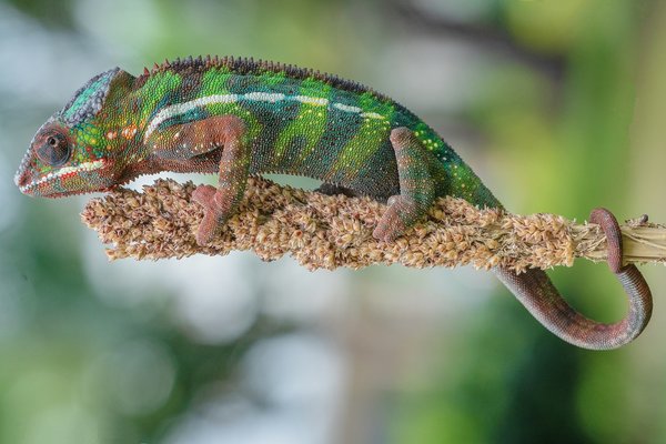 Quelles sont les meilleures plantes pour un jardin vertical intérieur?